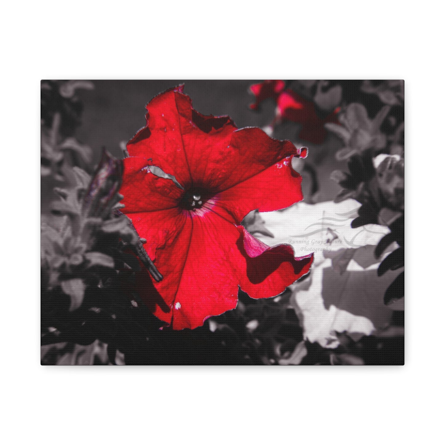 Black and Red Flower Canvas
