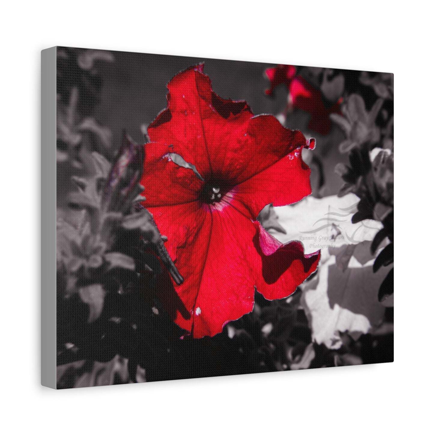 Black and Red Flower Canvas