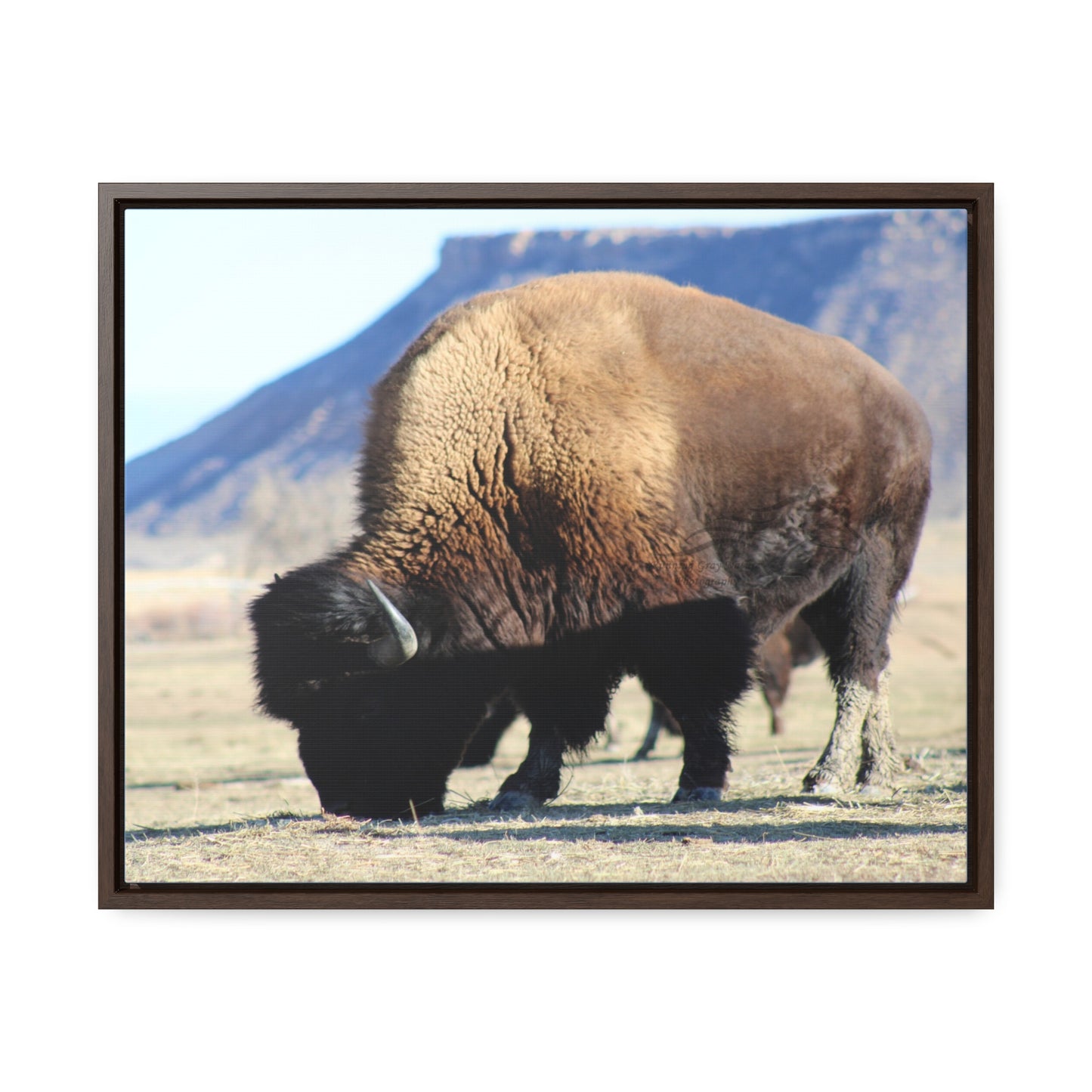 Big Daddy Buffalo Gallery Canvas Wraps, Horizontal Frame