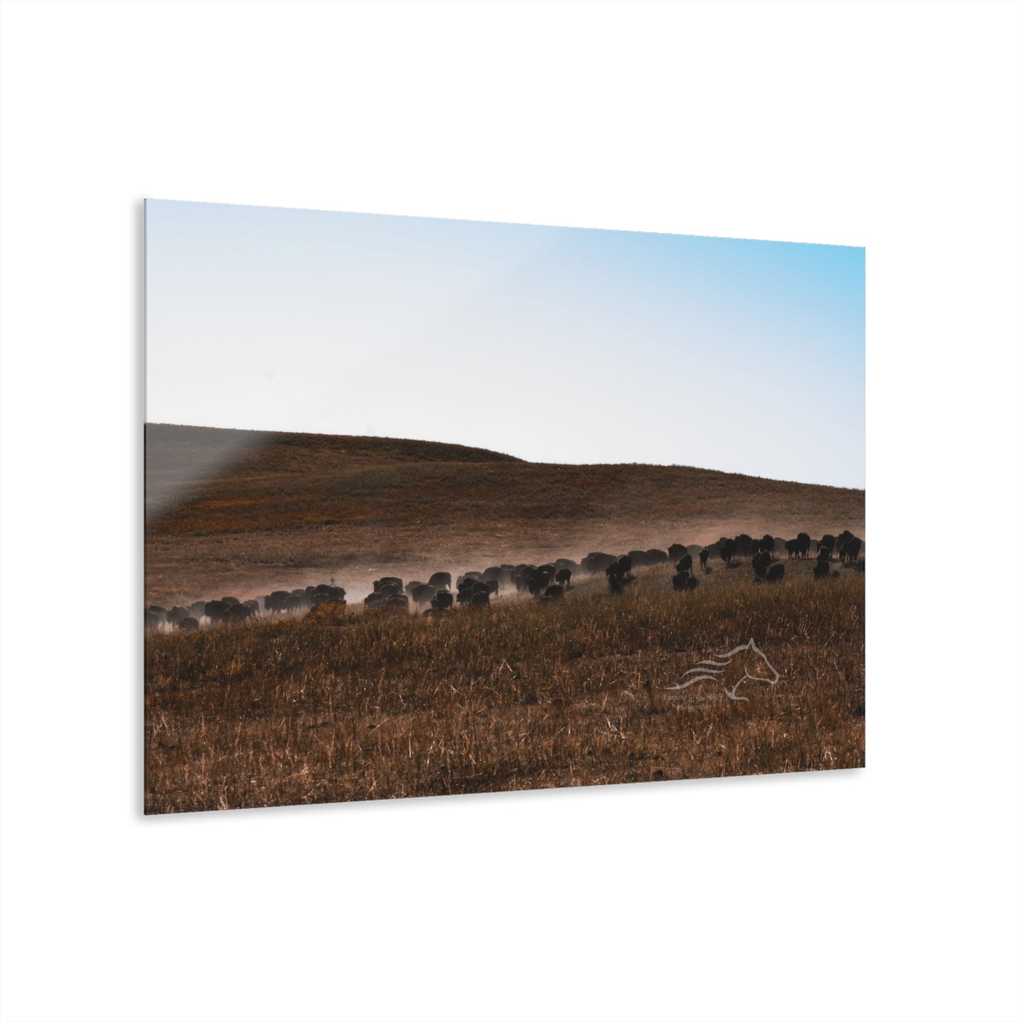 Buffalo Herd Acrylic