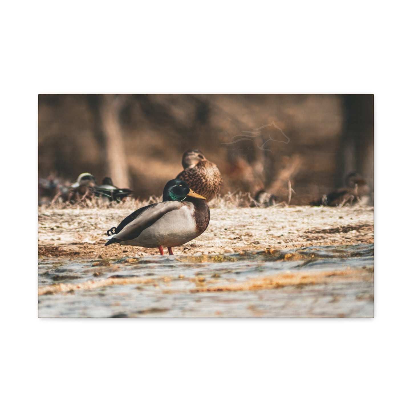 Nature-Inspired Duck Canvas