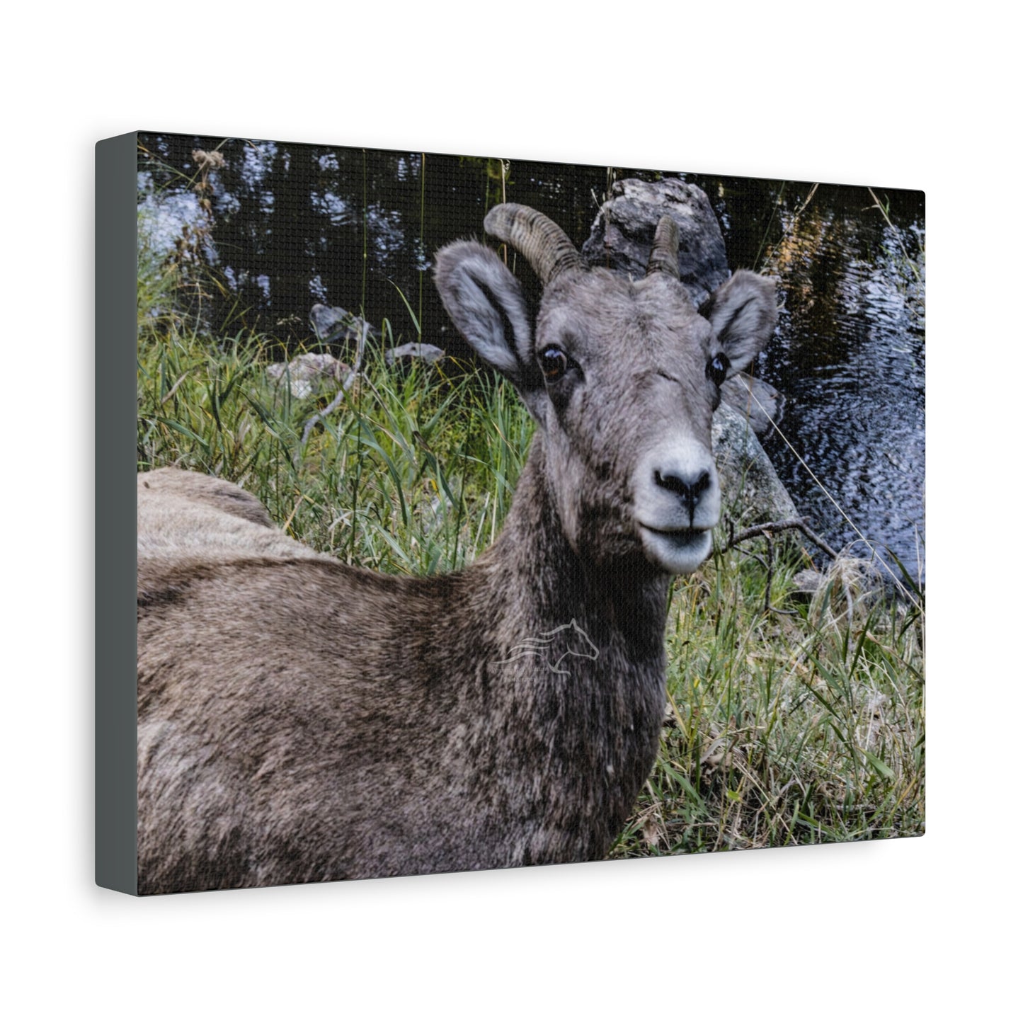 Big Horn Sheep Canvas