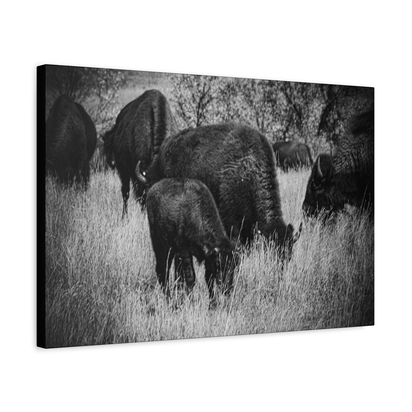 Black and White Buffalo Canvas