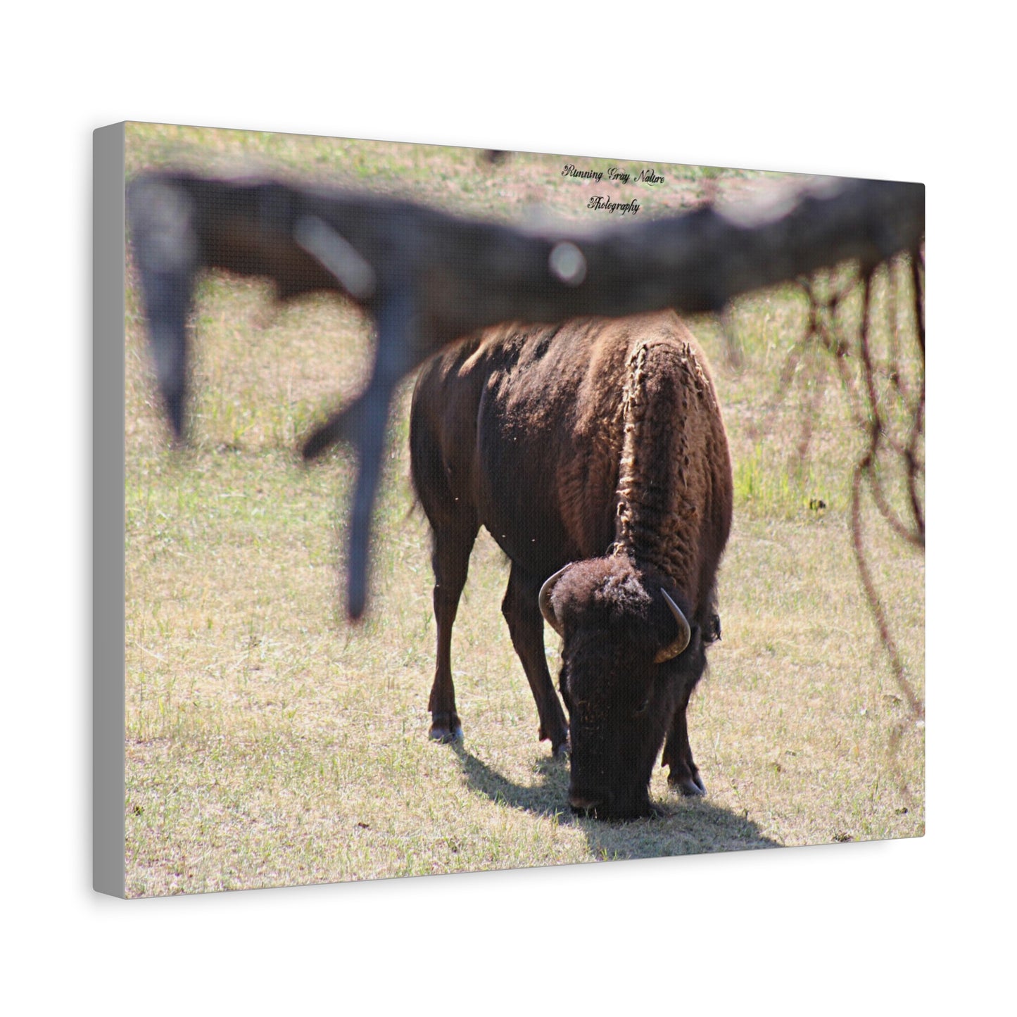 Buffalo Matte Canvas, Stretched, 1.25"