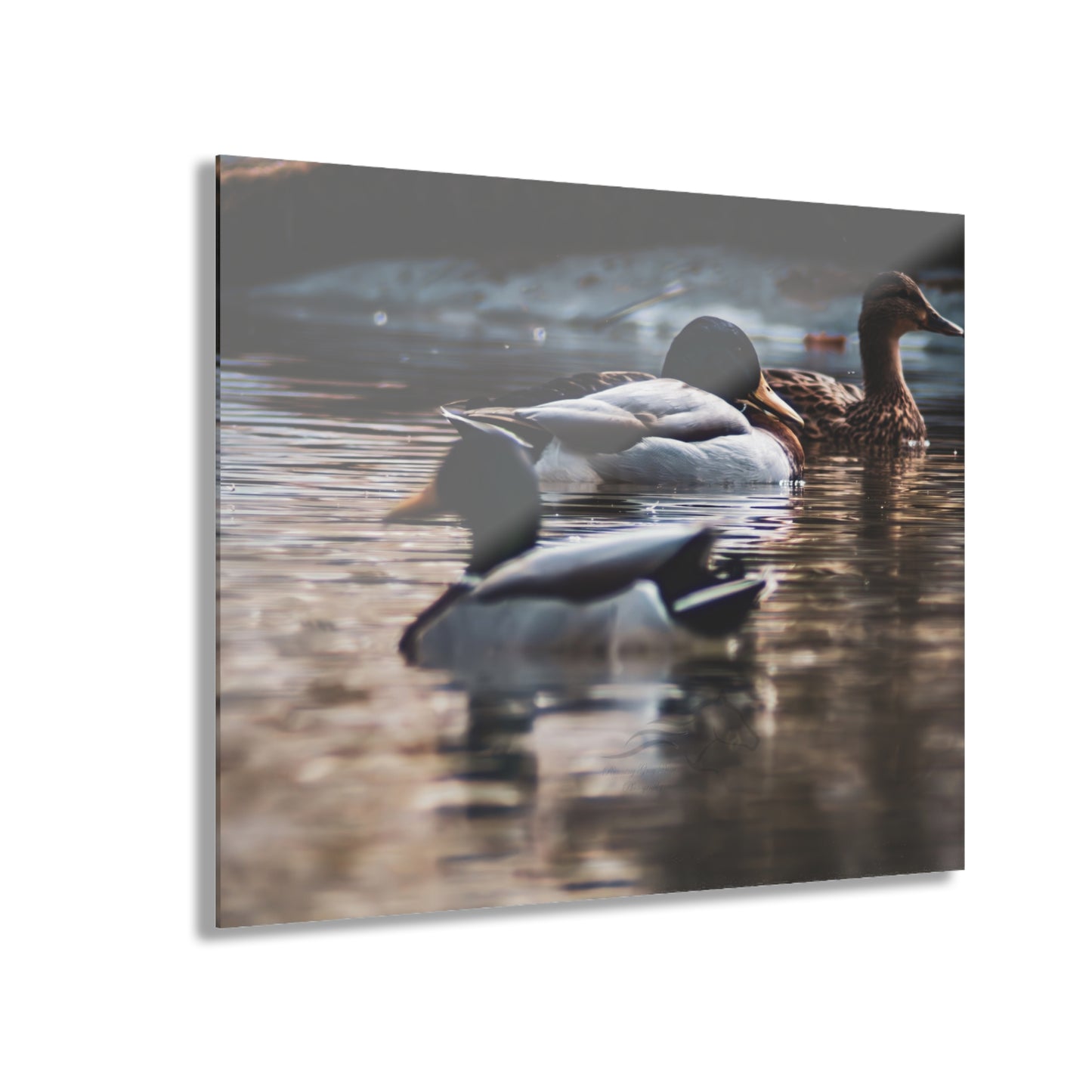 Mallard Ducks Acrylic