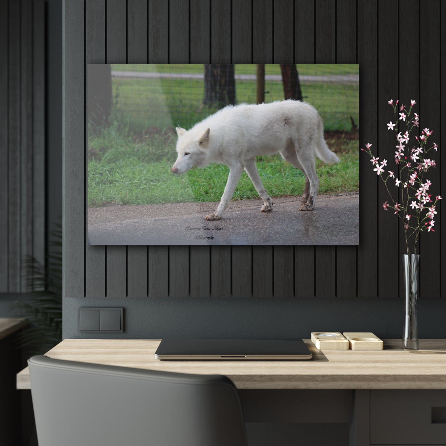 White Wolf Acrylic Prints