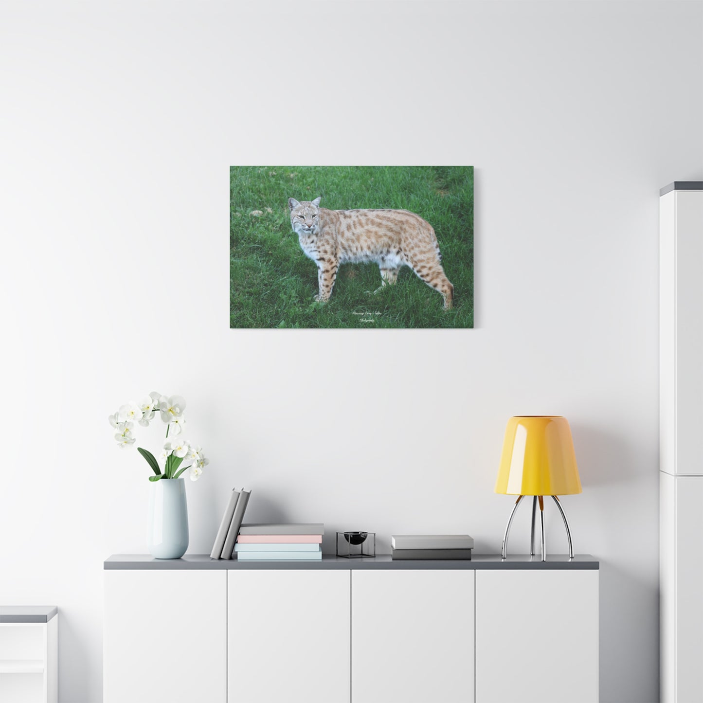 Bobcat Matte Canvas, Stretched, 1.25"