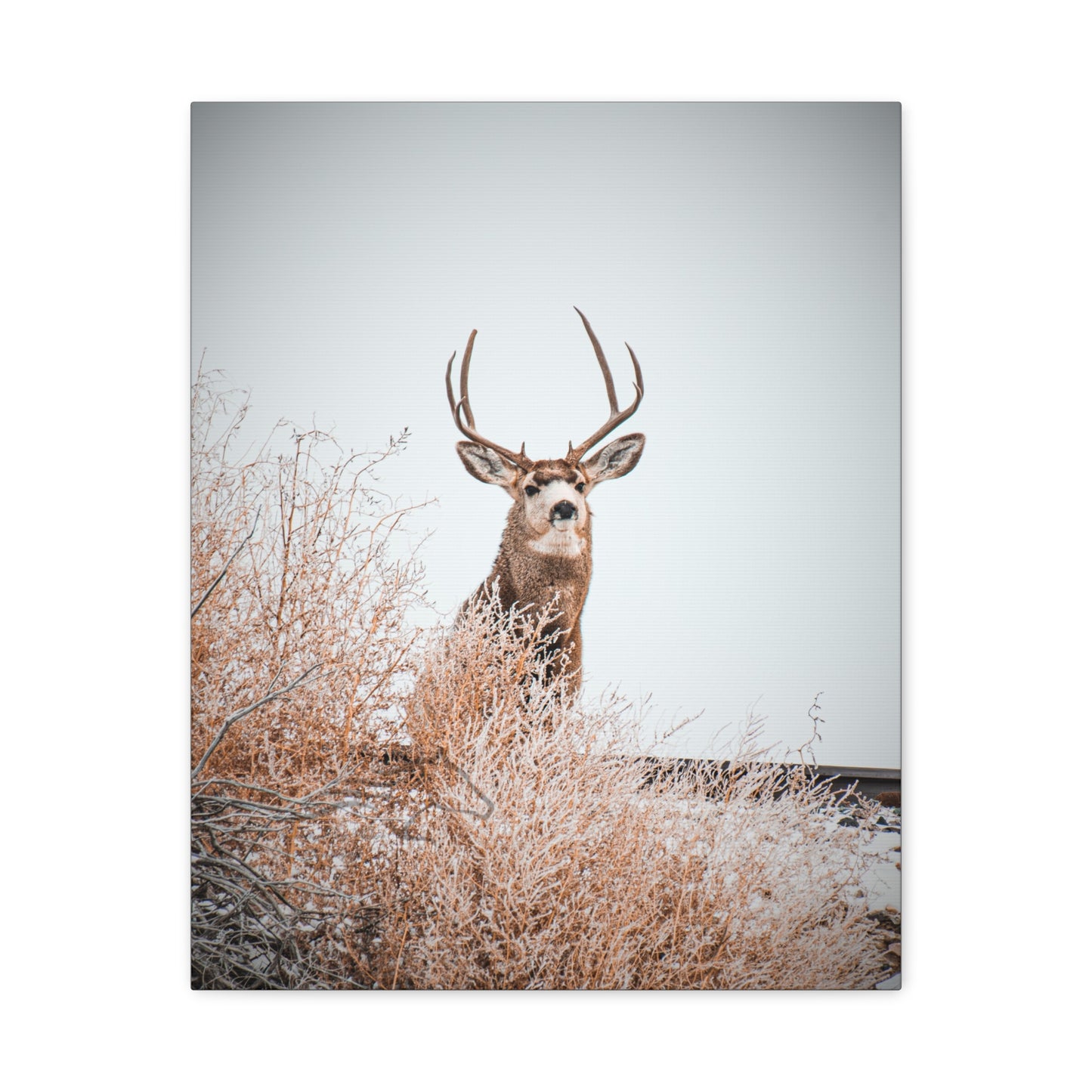 Rustic Deer Canvas