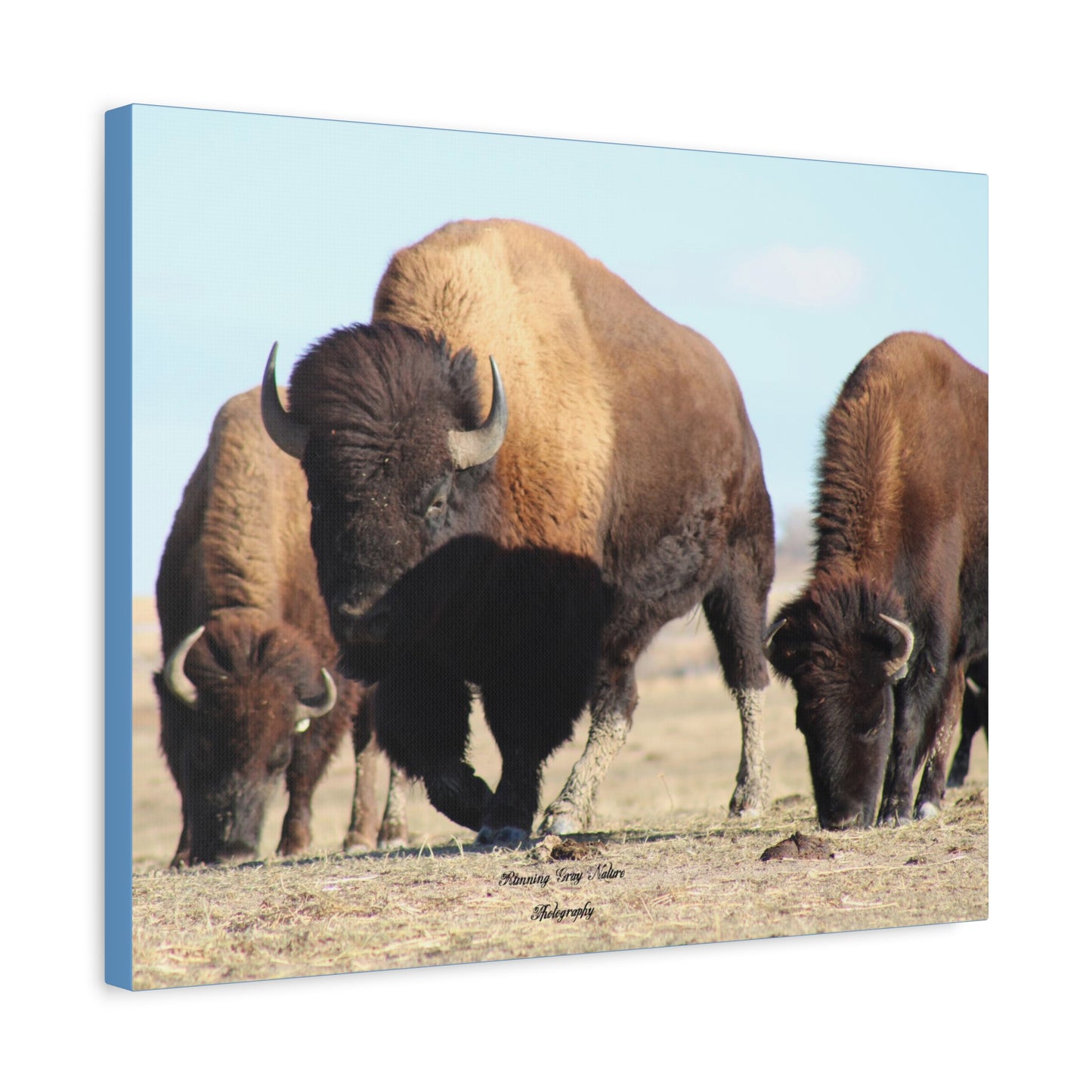 Buffalo Herd Matte Canvas, Stretched, 1.25"