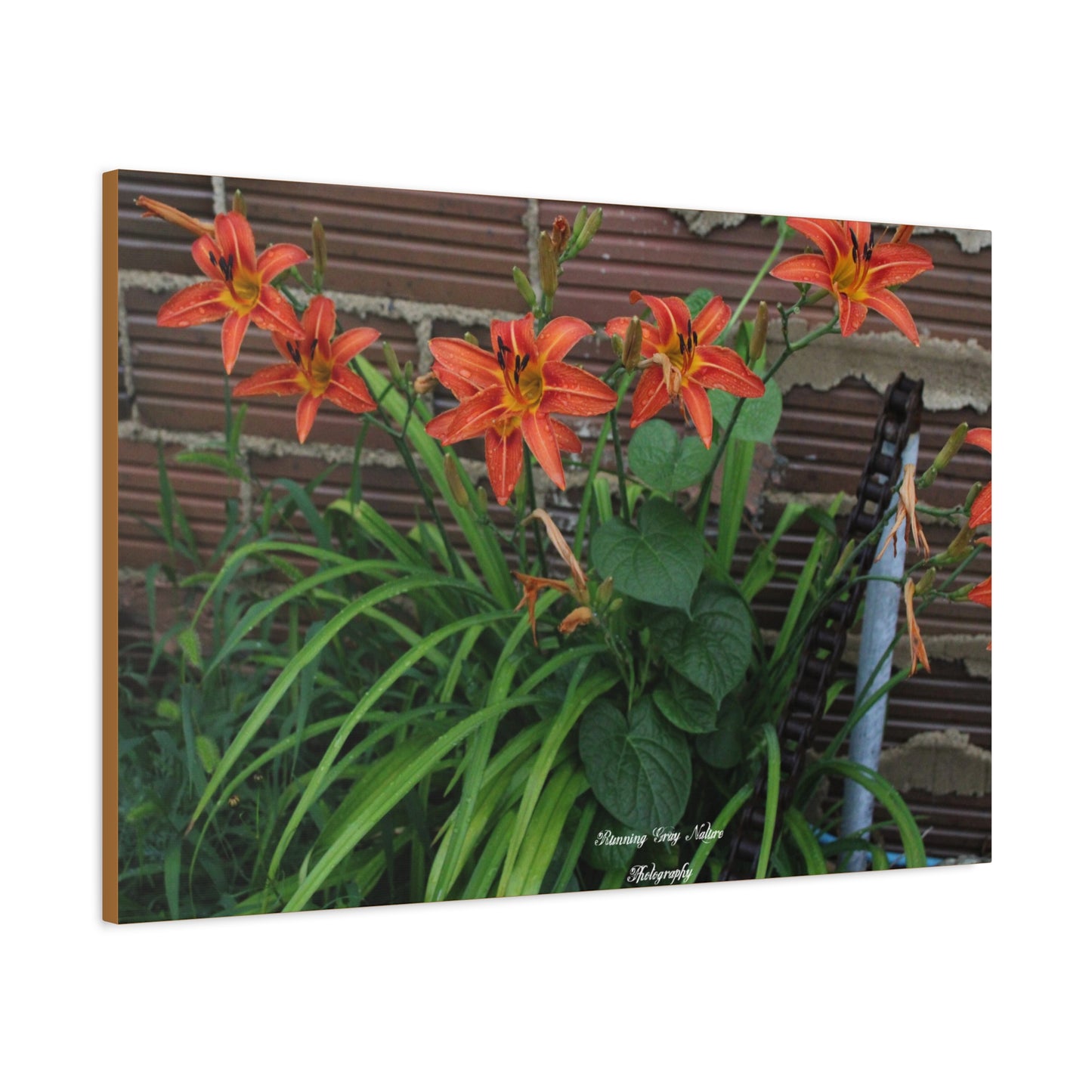 Orange Tiger Day Lily Matte Canvas, Stretched, 1.25"