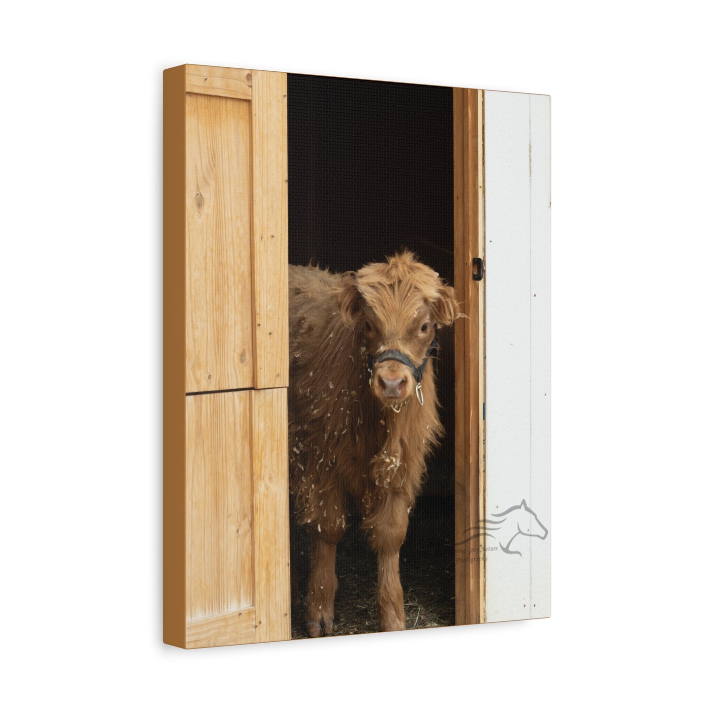 Little Highlander Canvas