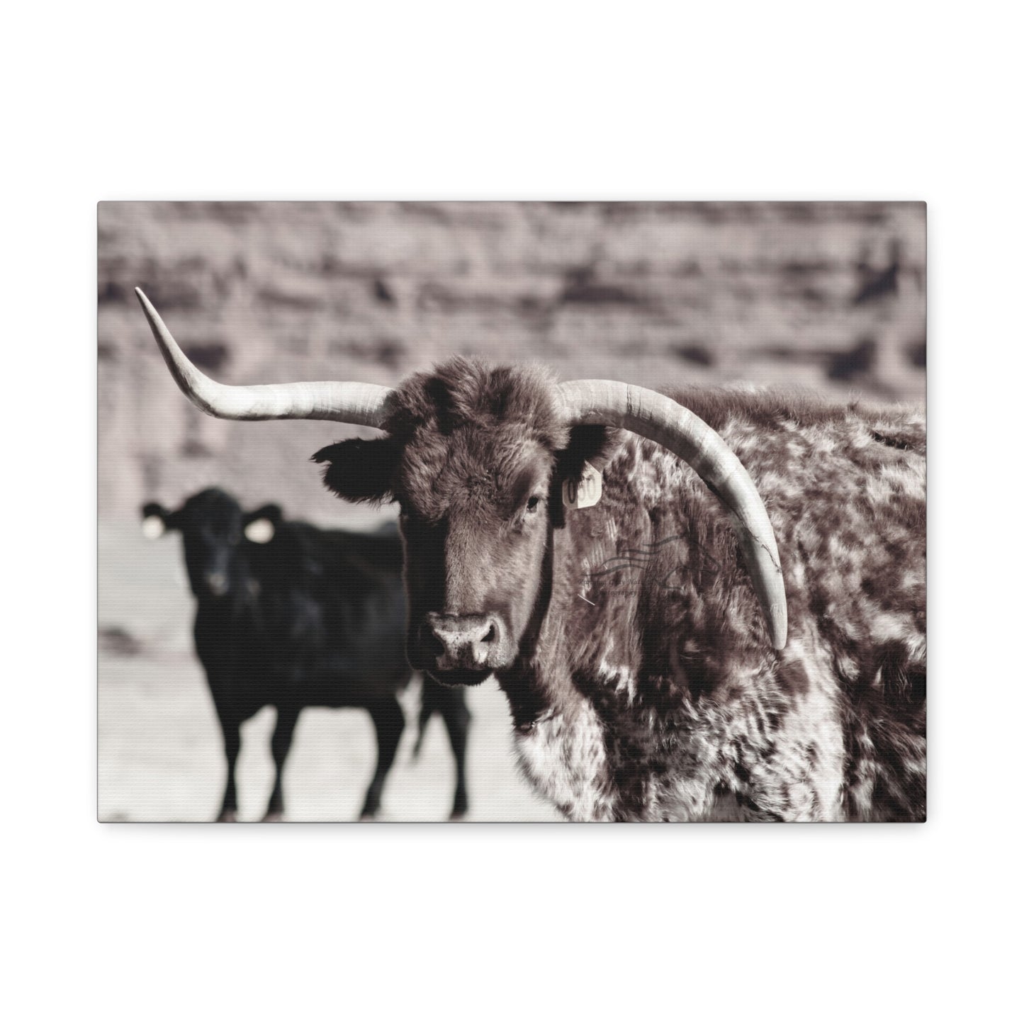 Rustic Longhorn Canvas