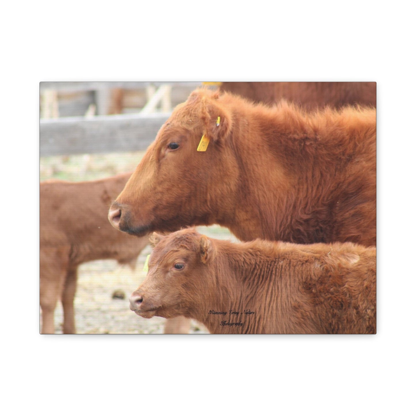 Momma and Baby Calf Matte Canvas, Stretched, 1.25"