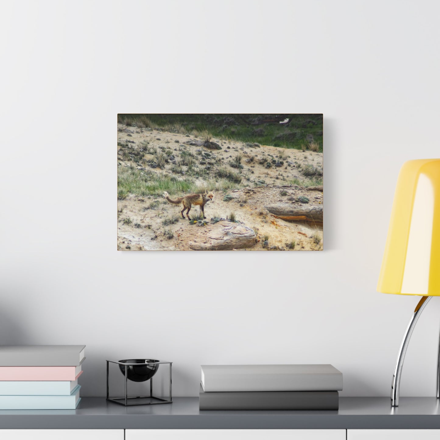 Swift fox and an Eagle