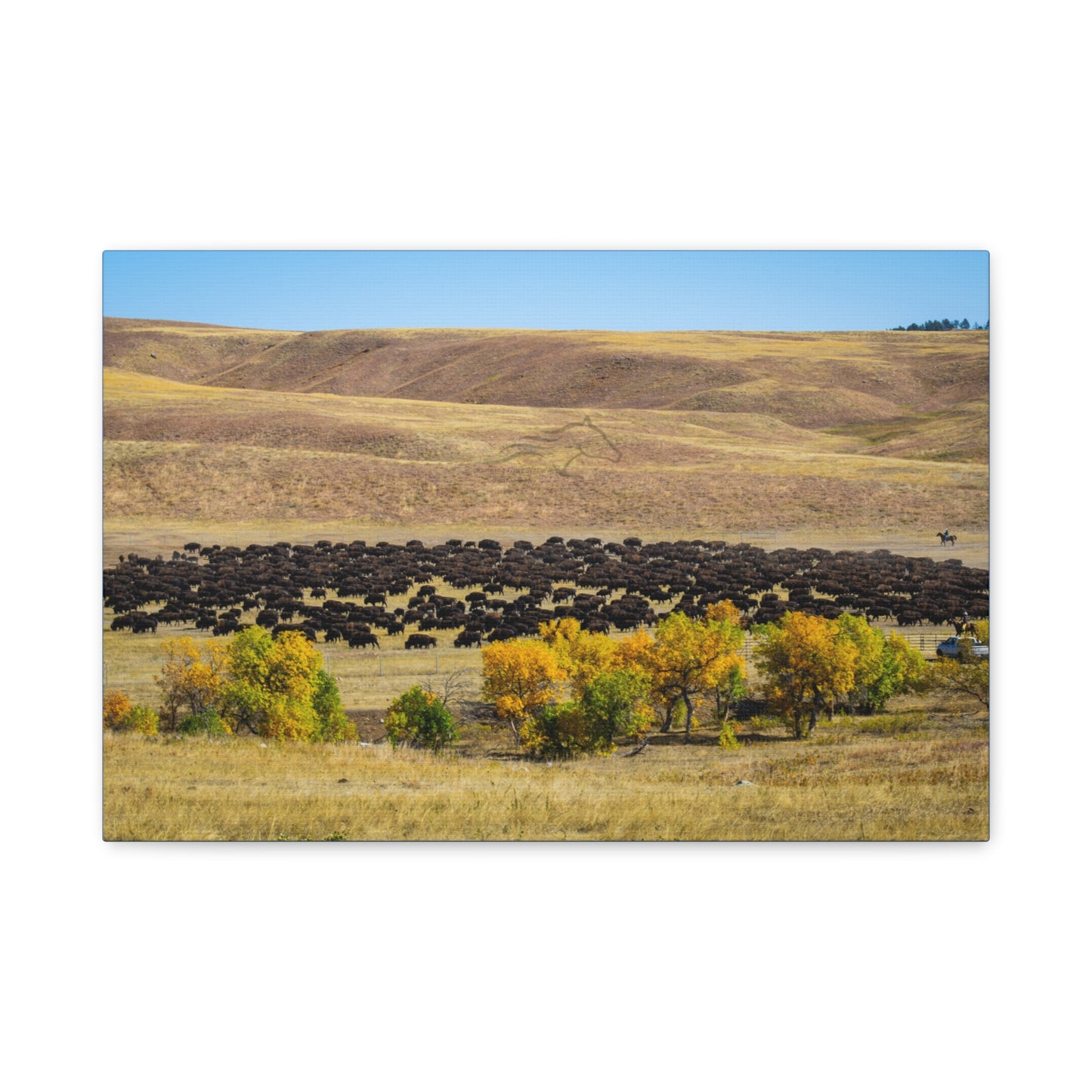 Final look Buffalo Round Up