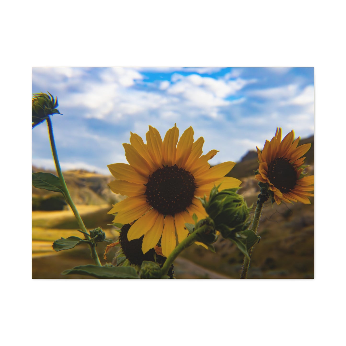 Sunflower Canvas