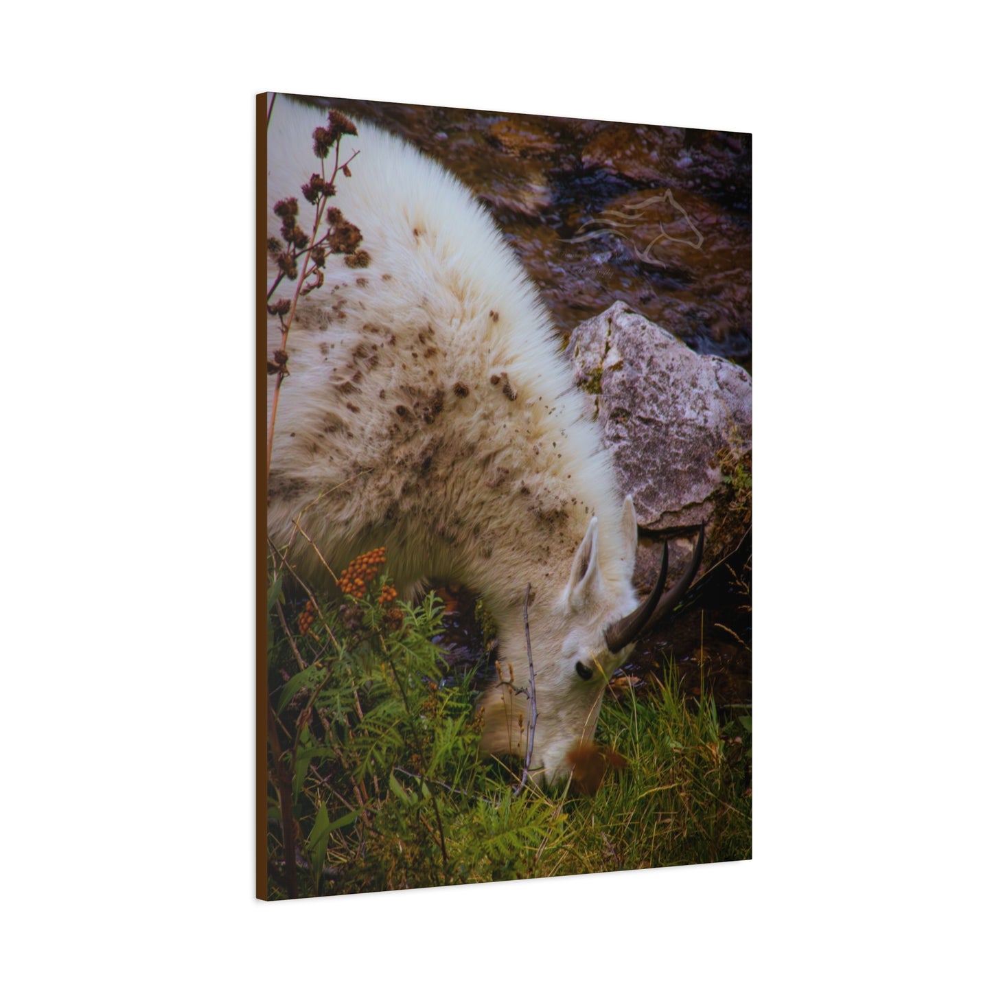 Mountain Goat Canvas