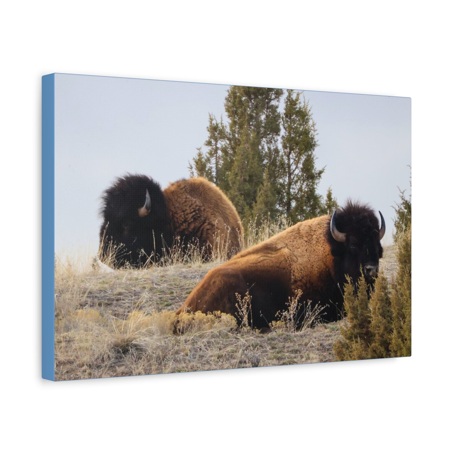 Two Bull Buffalo Canvas