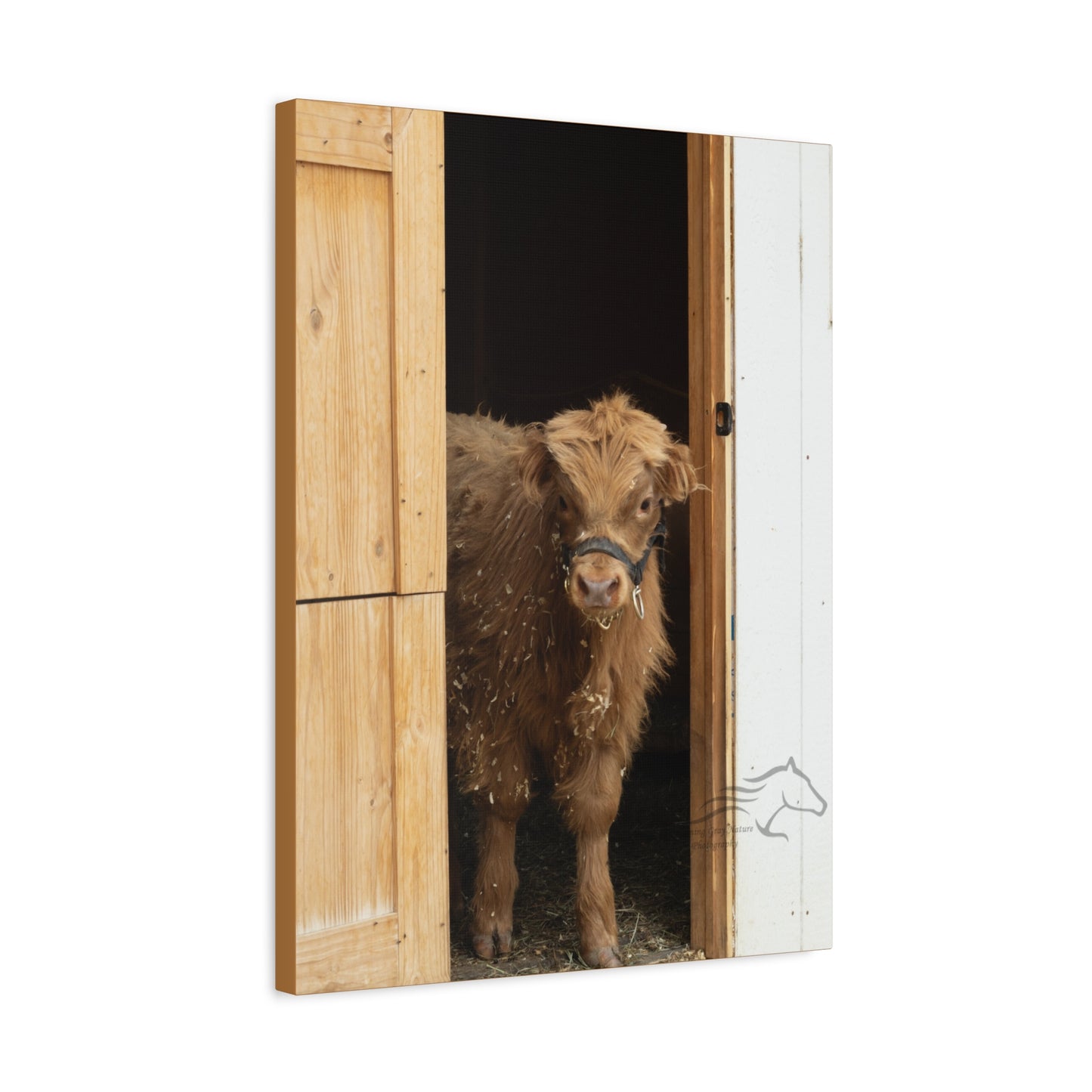 Little Highlander Canvas