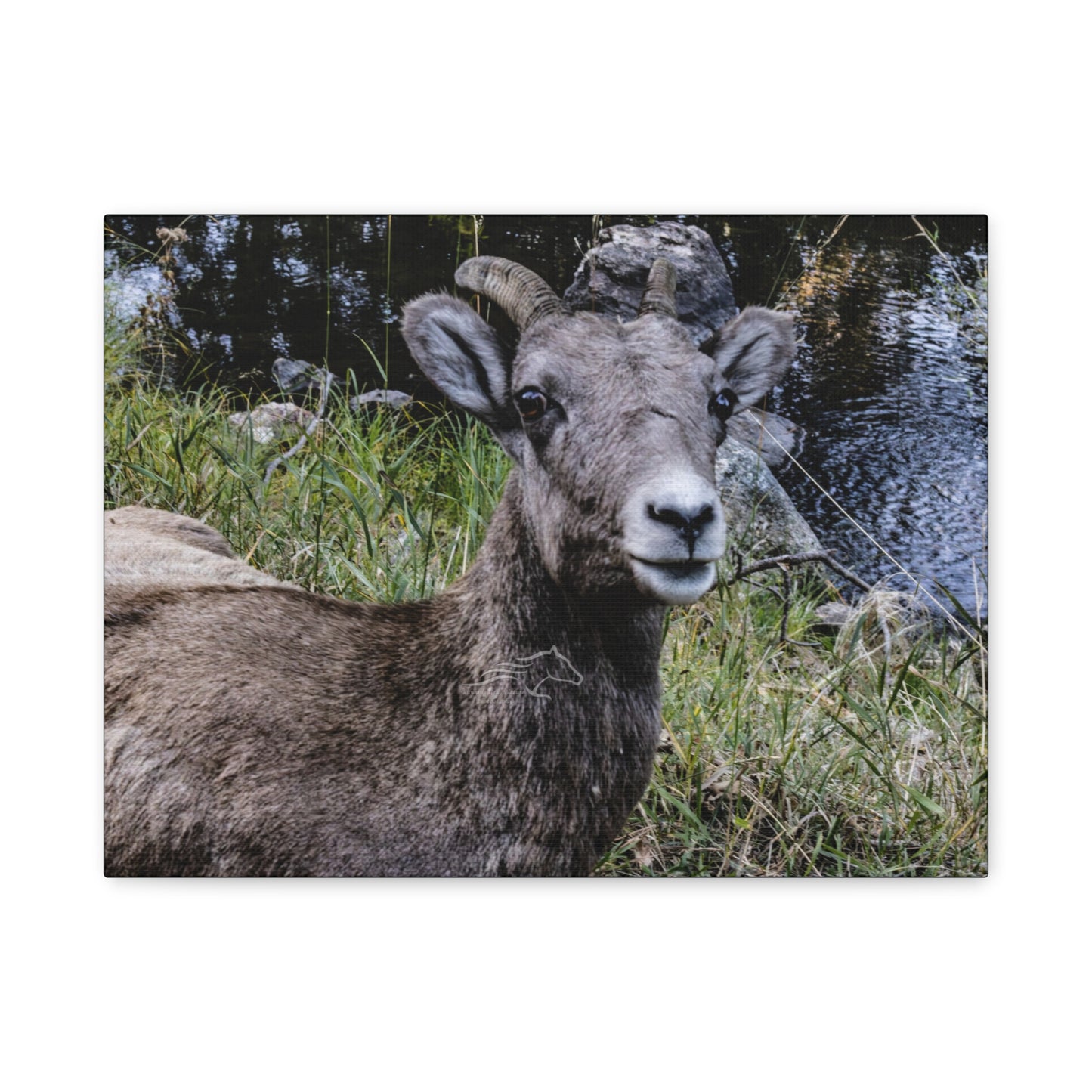 Big Horn Sheep Canvas