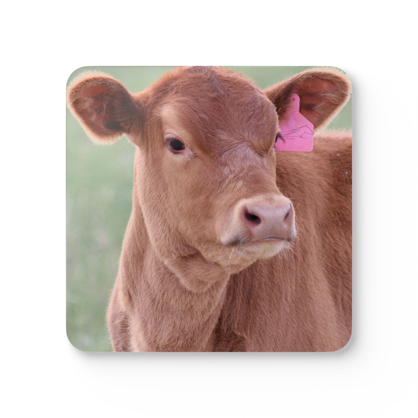 Corkwood Coaster Set