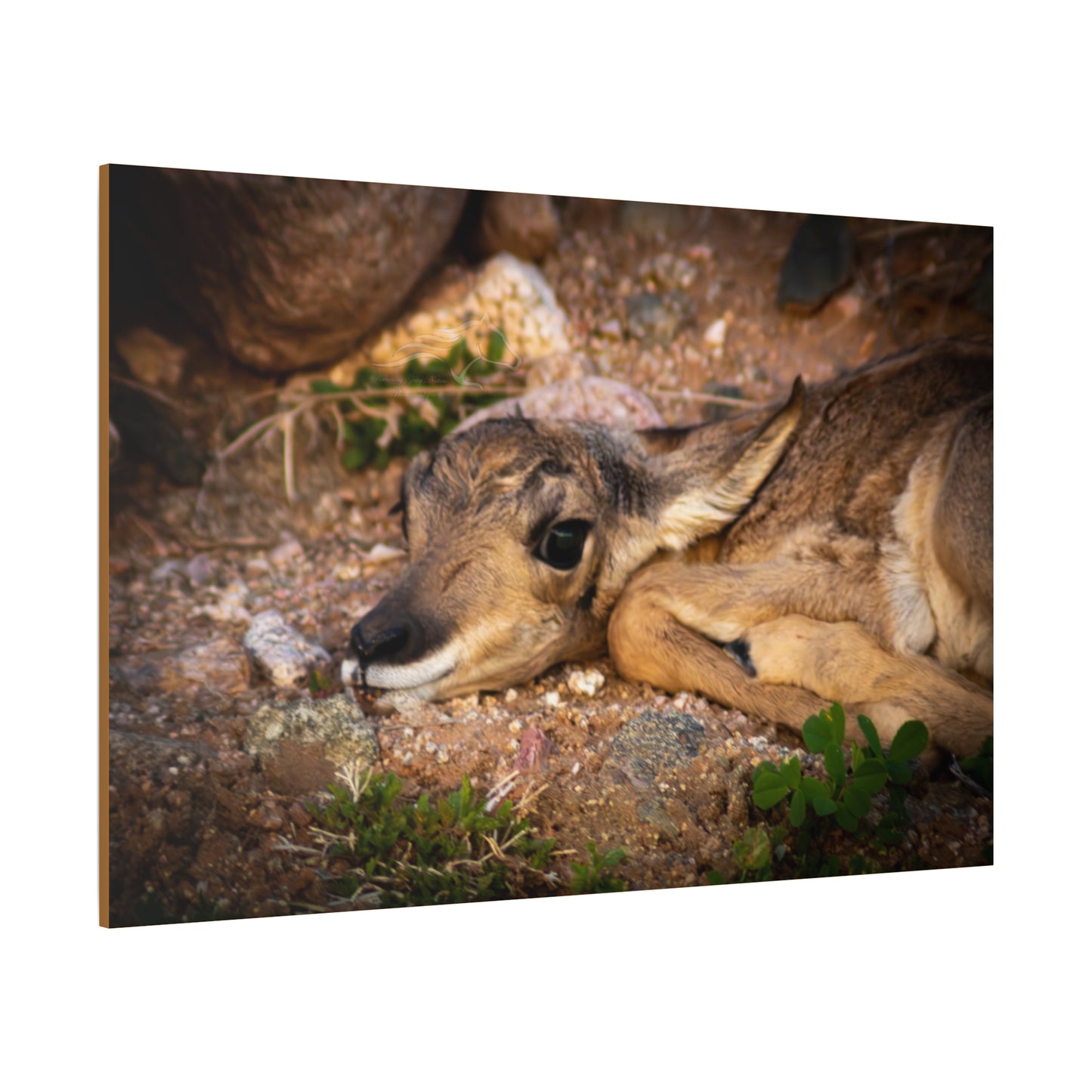 Baby Antelope Canvas