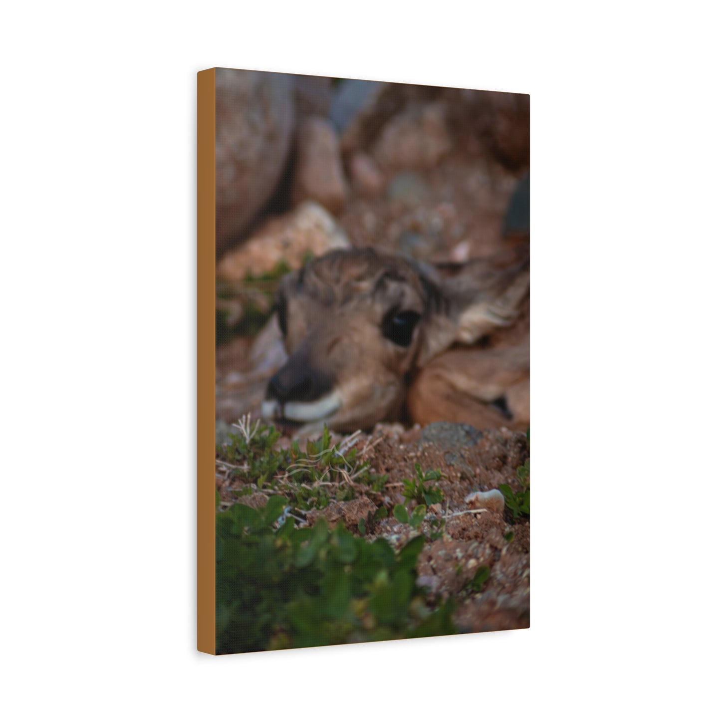 Gentle Antelope Fawn Canvas