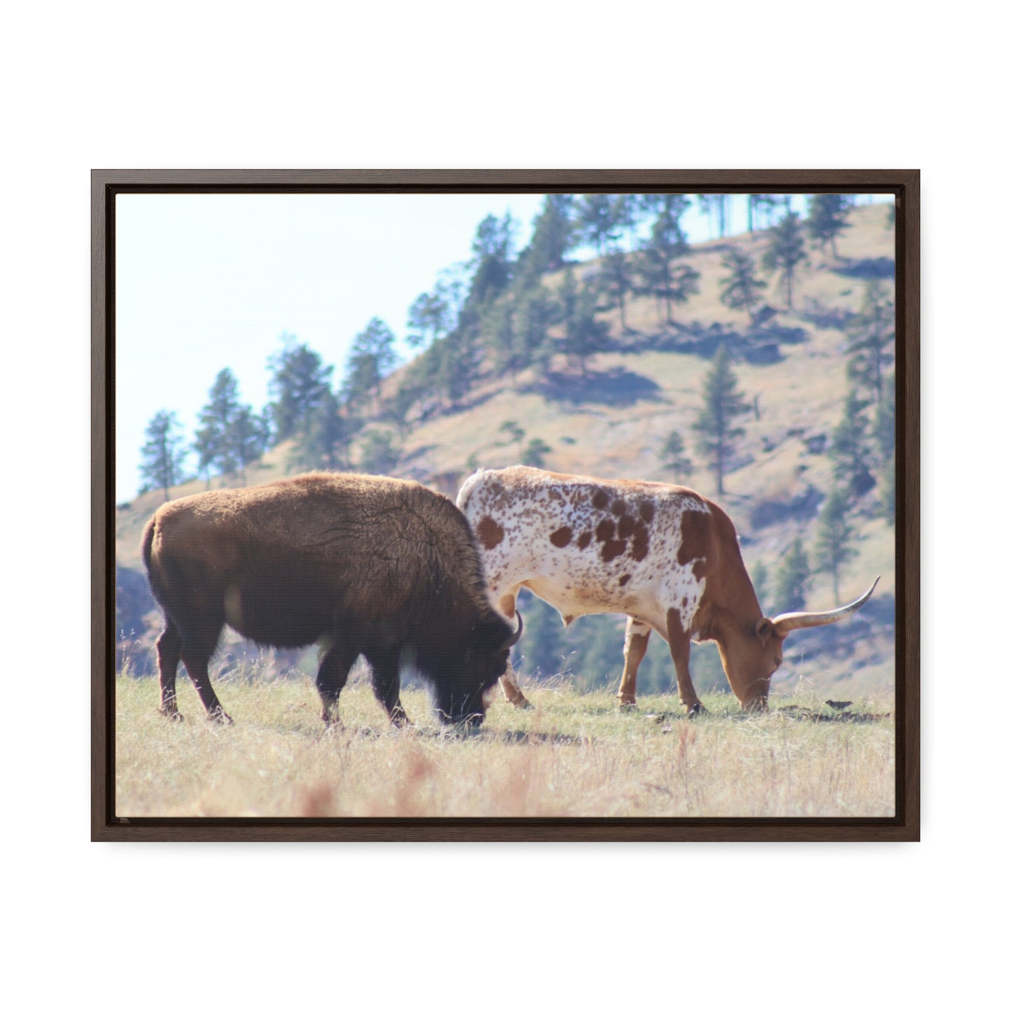 Long Horn and Buffalo Gallery Canvas Wraps, Horizontal Frame