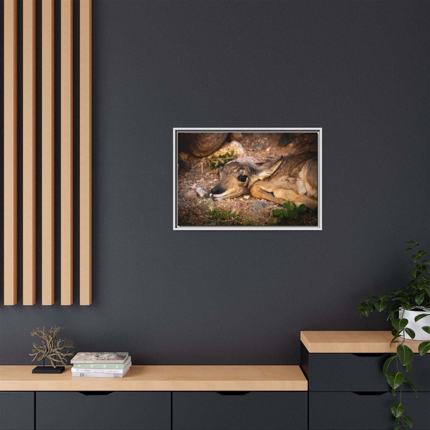 Baby Antelope Framed Canvas
