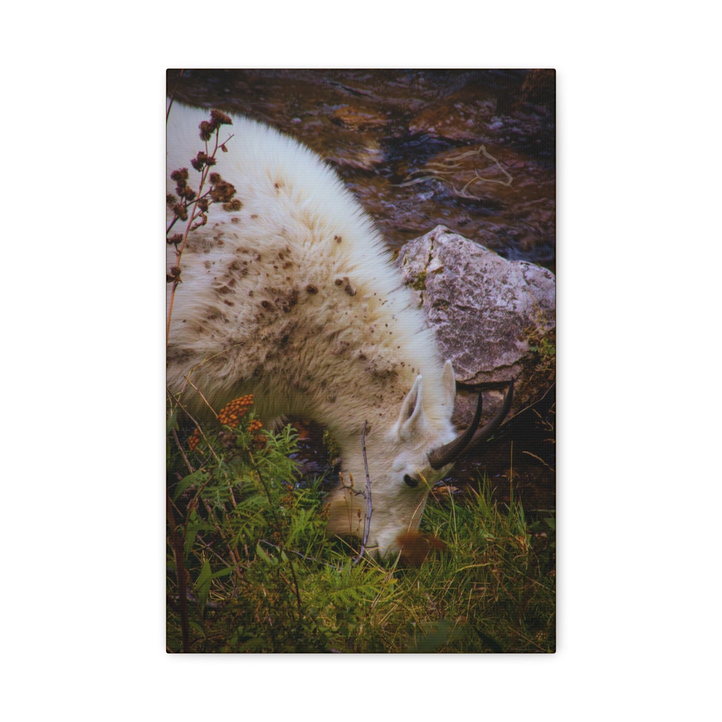 Mountain Goat Canvas