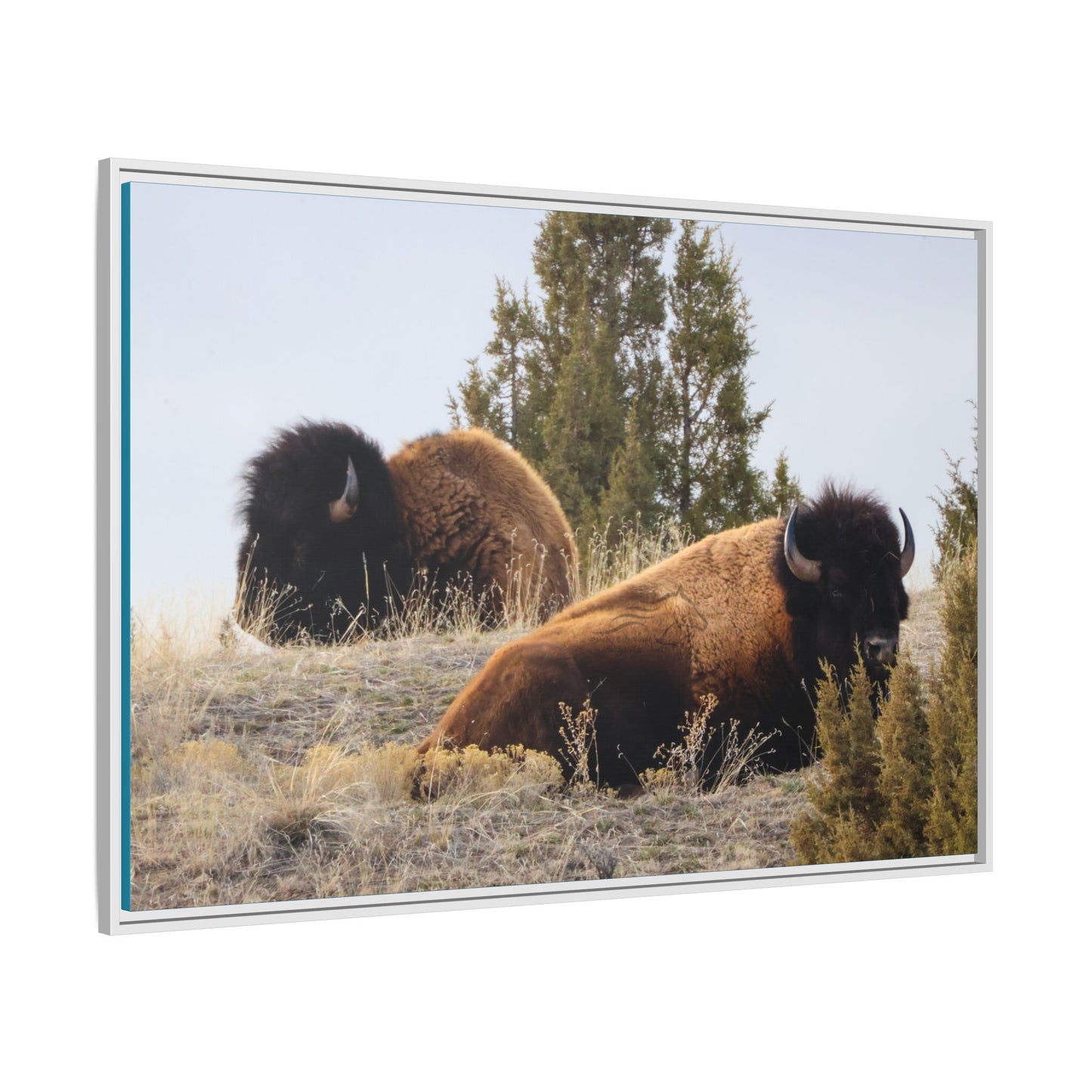 Two Bull Buffalo Framed Canvas