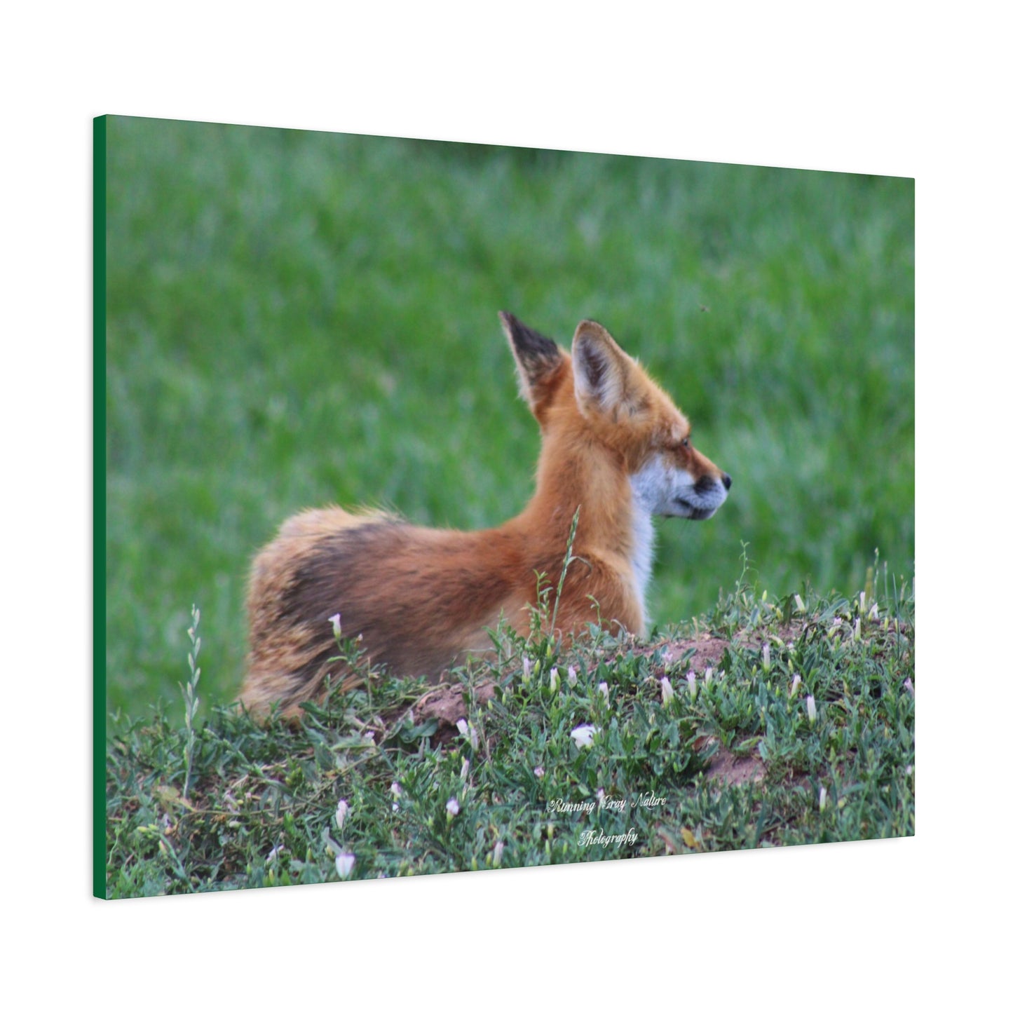 Red Tail Fox Matte Canvas, Stretched, 1.25"