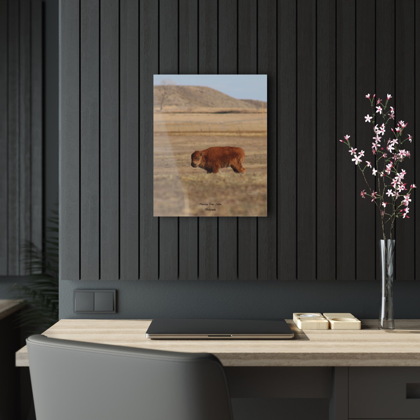 Baby Buffalo Acrylic Prints