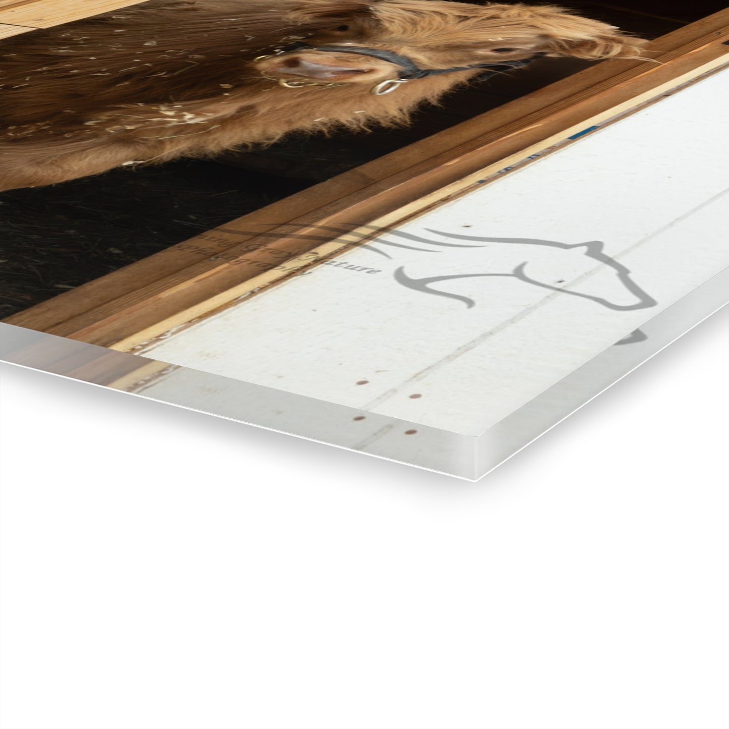 Little Highlander Acrylic