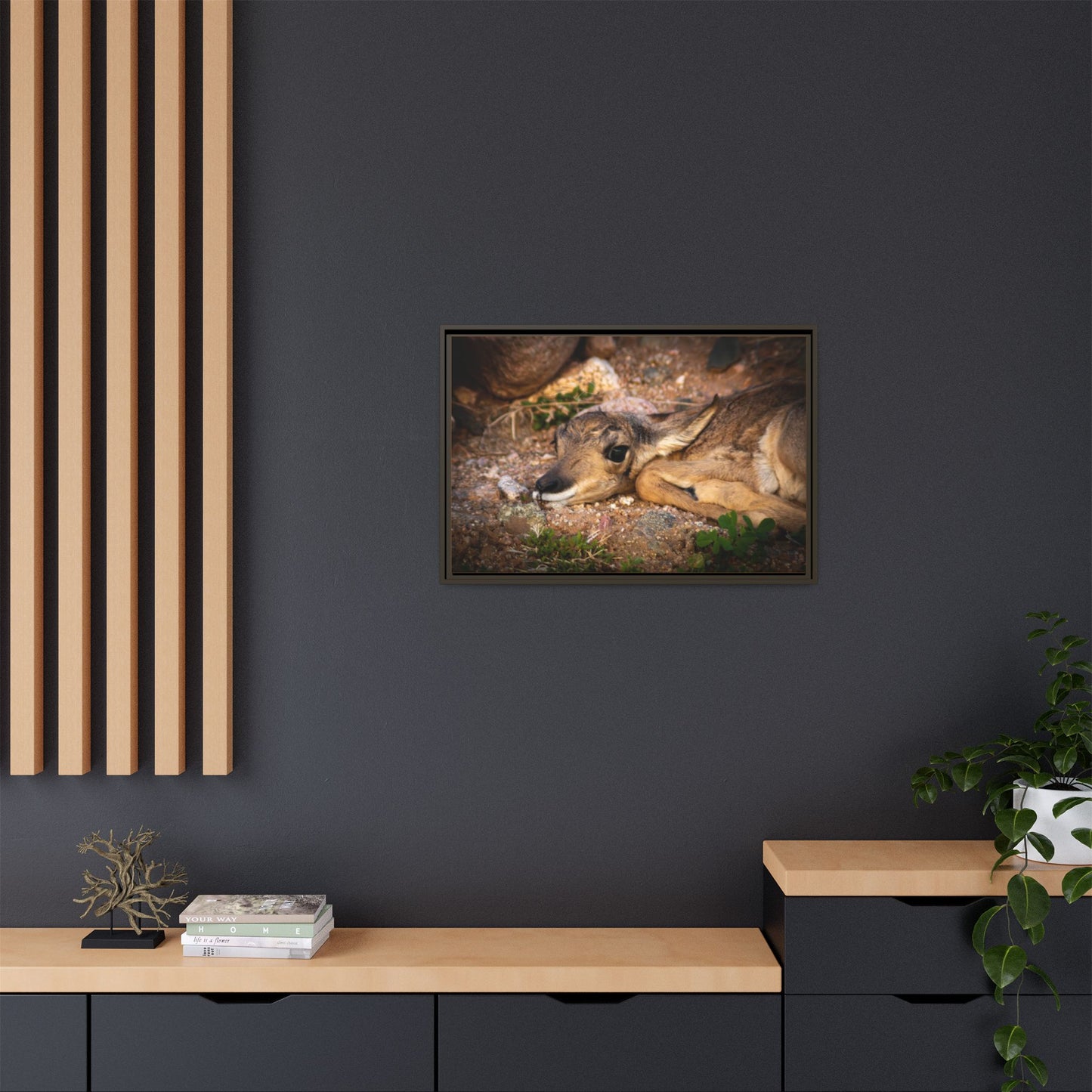 Baby Antelope Framed Canvas