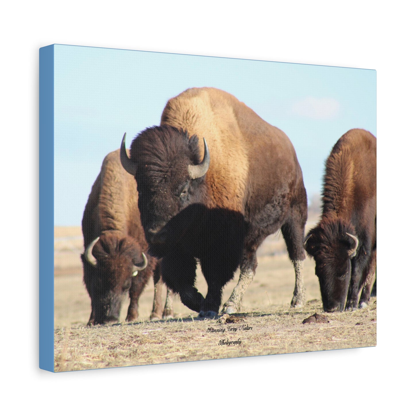 Buffalo Herd Matte Canvas, Stretched, 1.25"