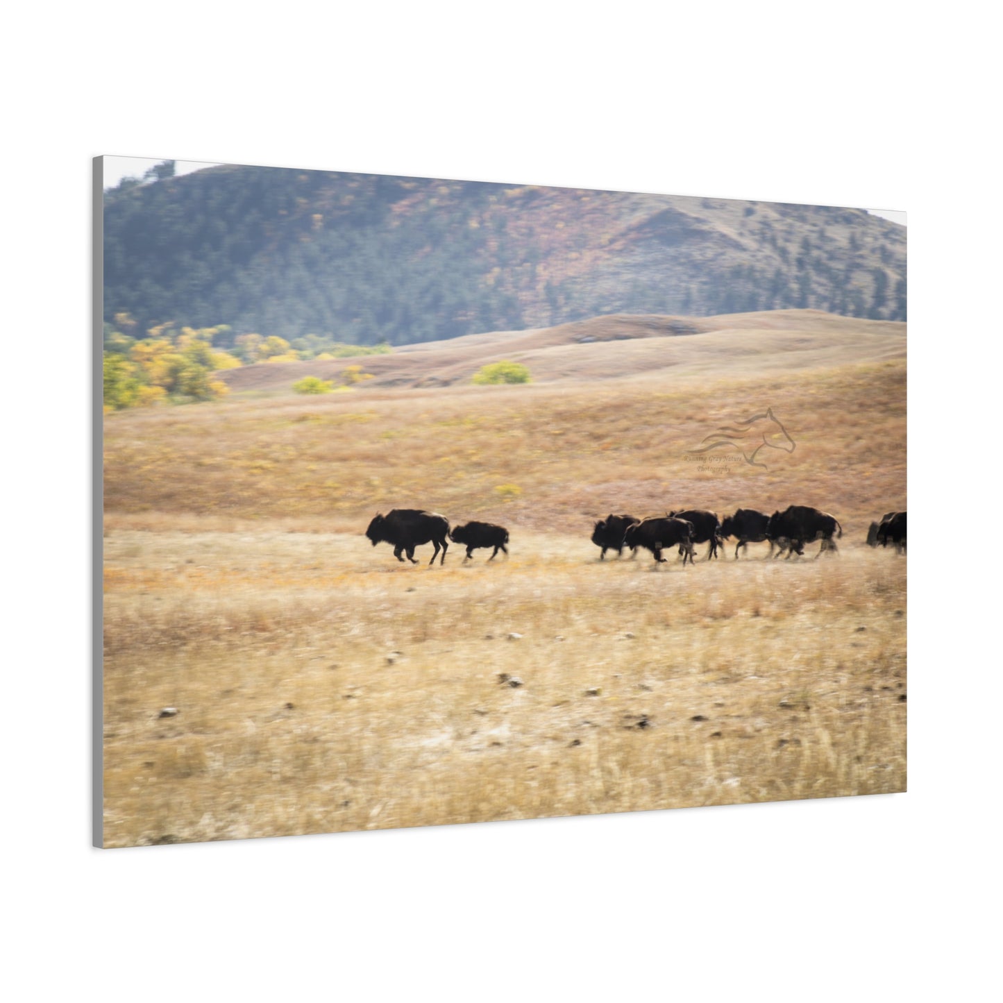 Beginning Buffalo Herd Canvas