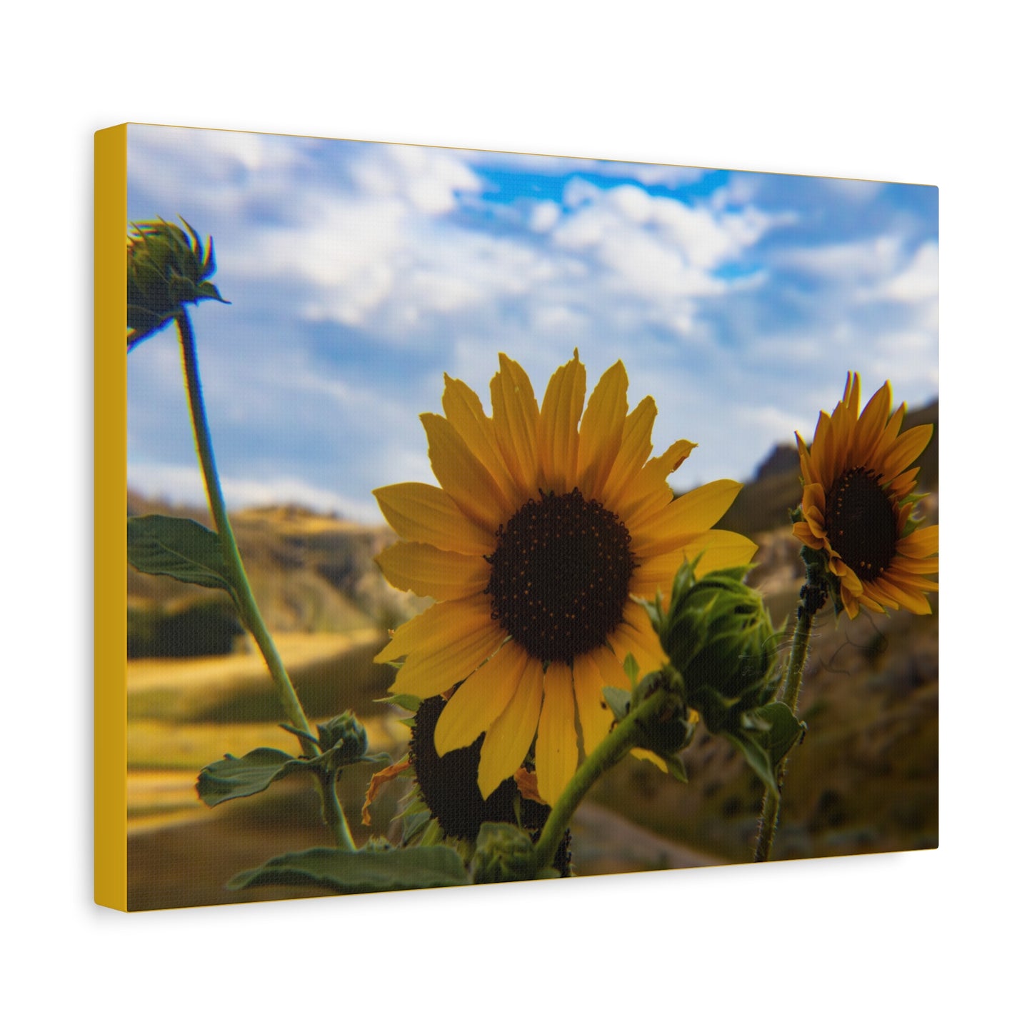 Sunflower Canvas
