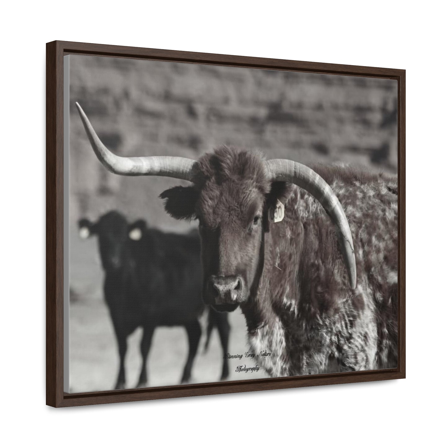 Black and White Mismatch Long Horn Gallery Canvas Wraps, Horizontal Frame