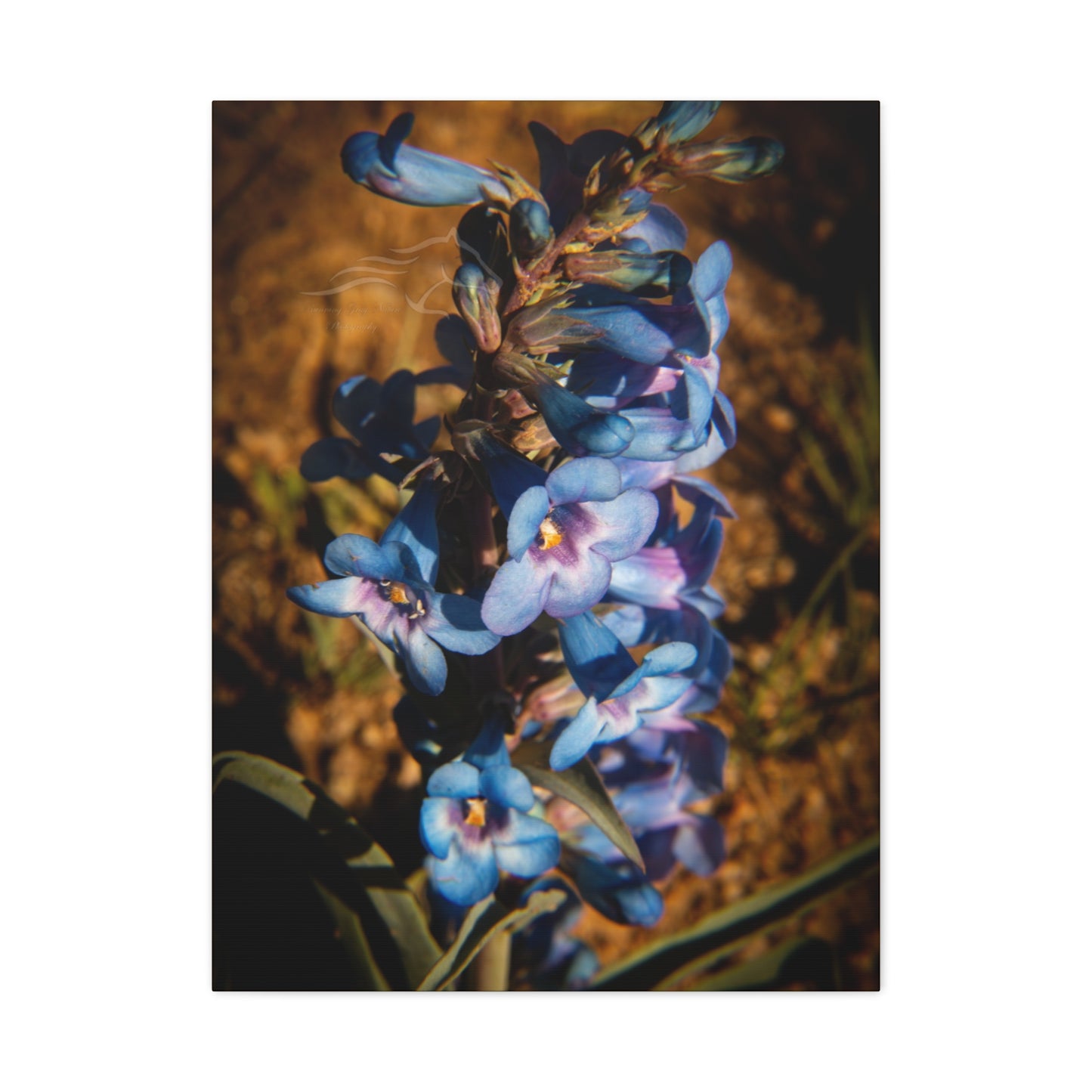 Showy Penstemon Canvas