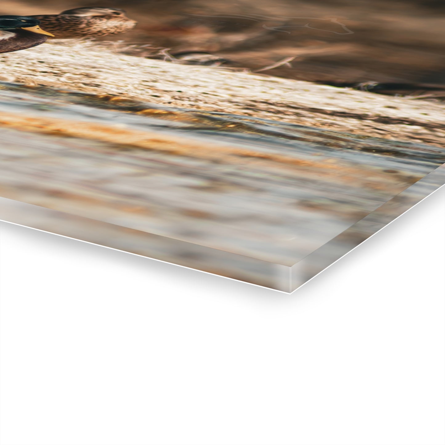 Nature-Inspired Duck Acrylic