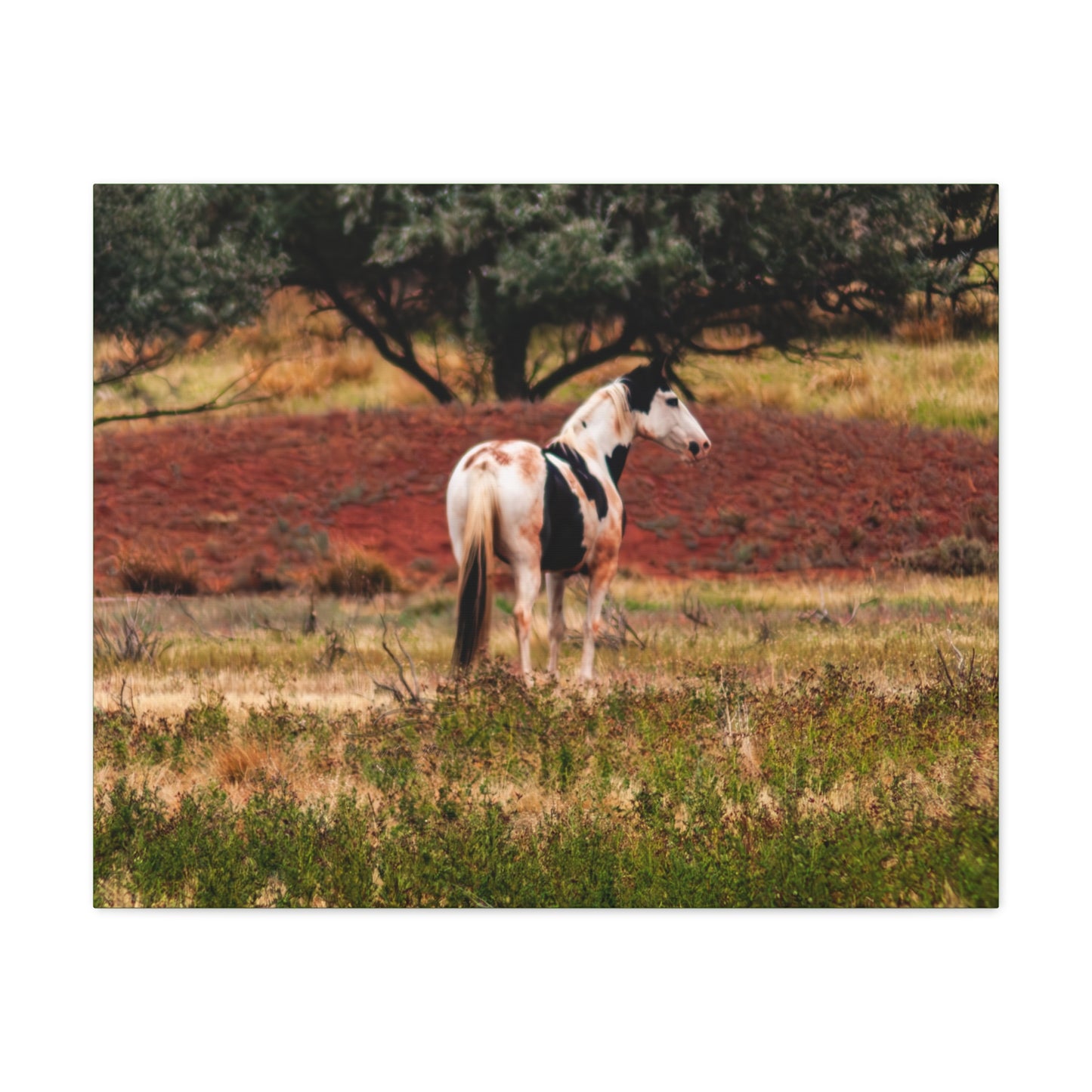 Painted Horse Canvas