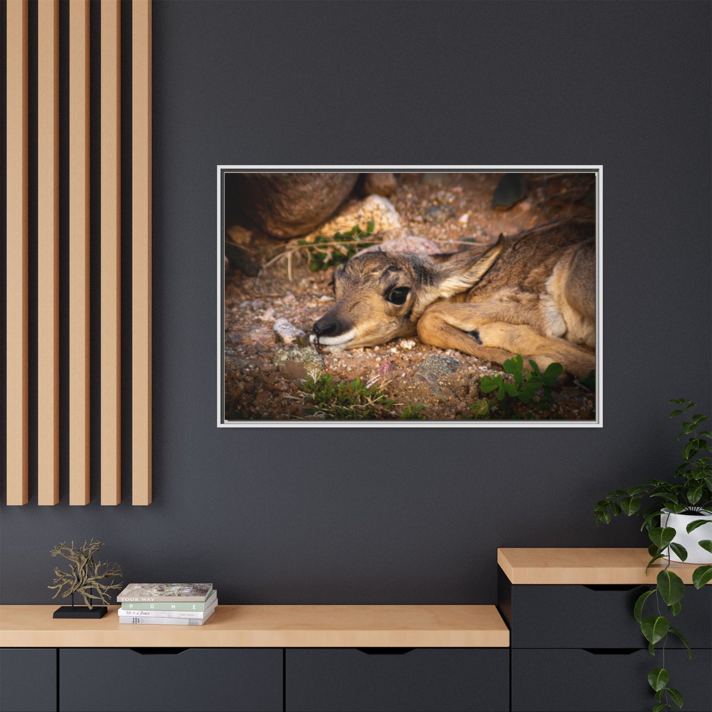 Baby Antelope Framed Canvas