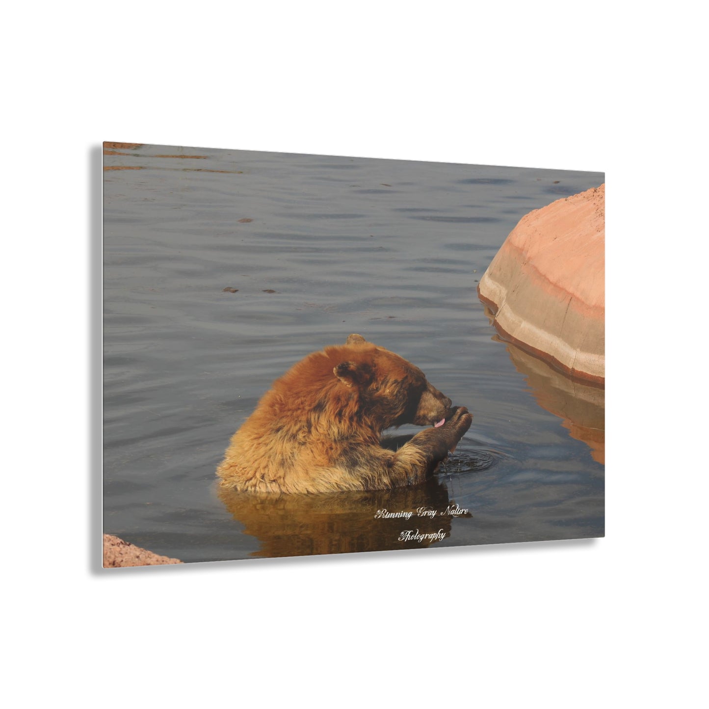 Bear in the Water Acrylic Prints