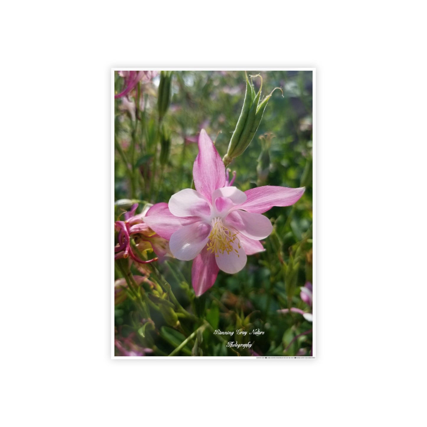 Posters Board Pink Columbine