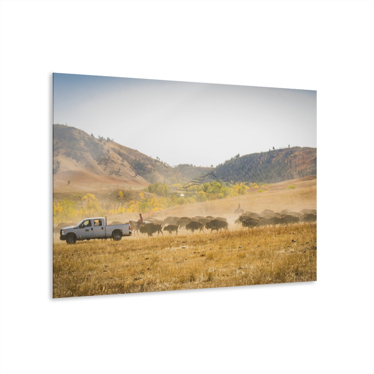 Trucks in the Buffalo Round Up Acrylic