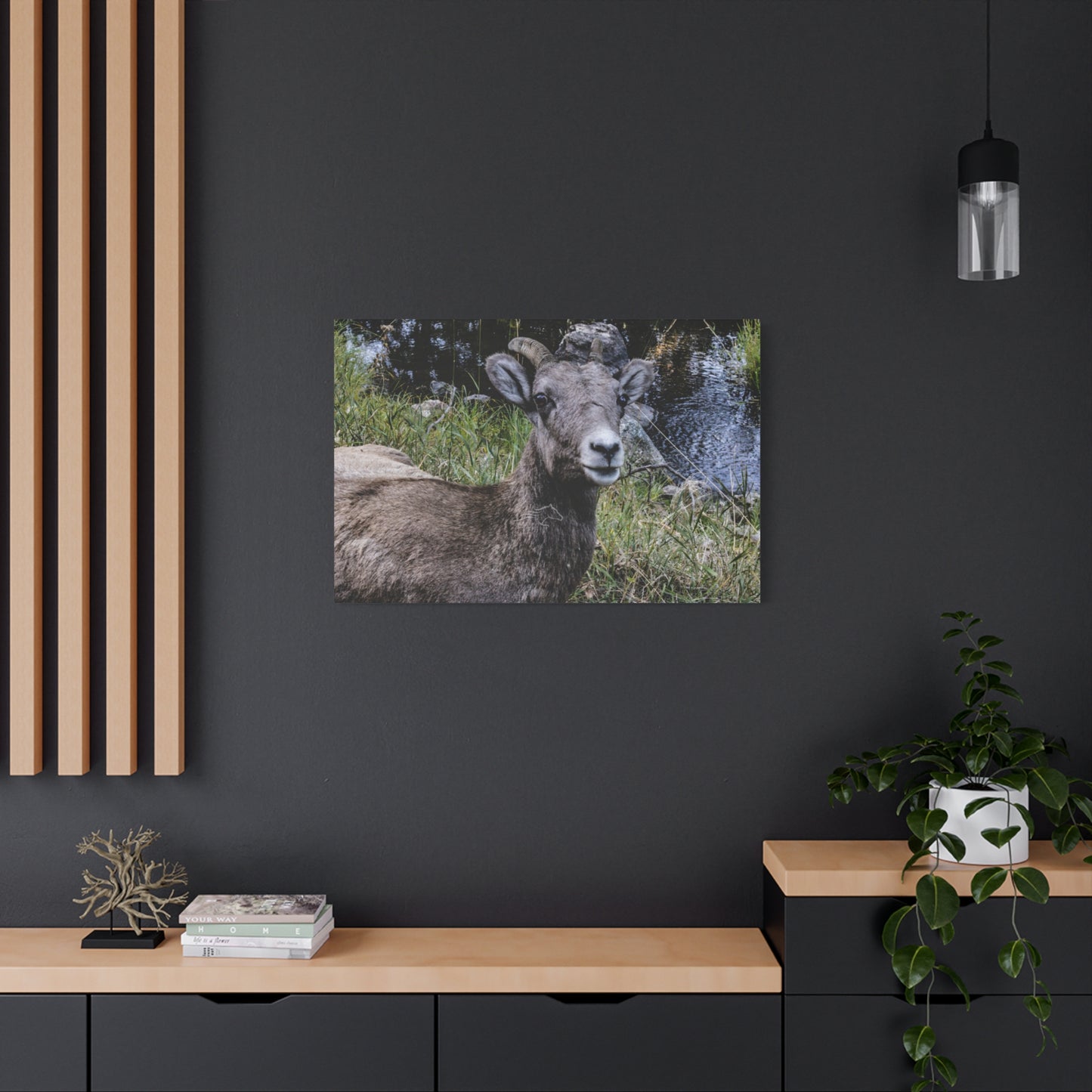 Big Horn Sheep Canvas