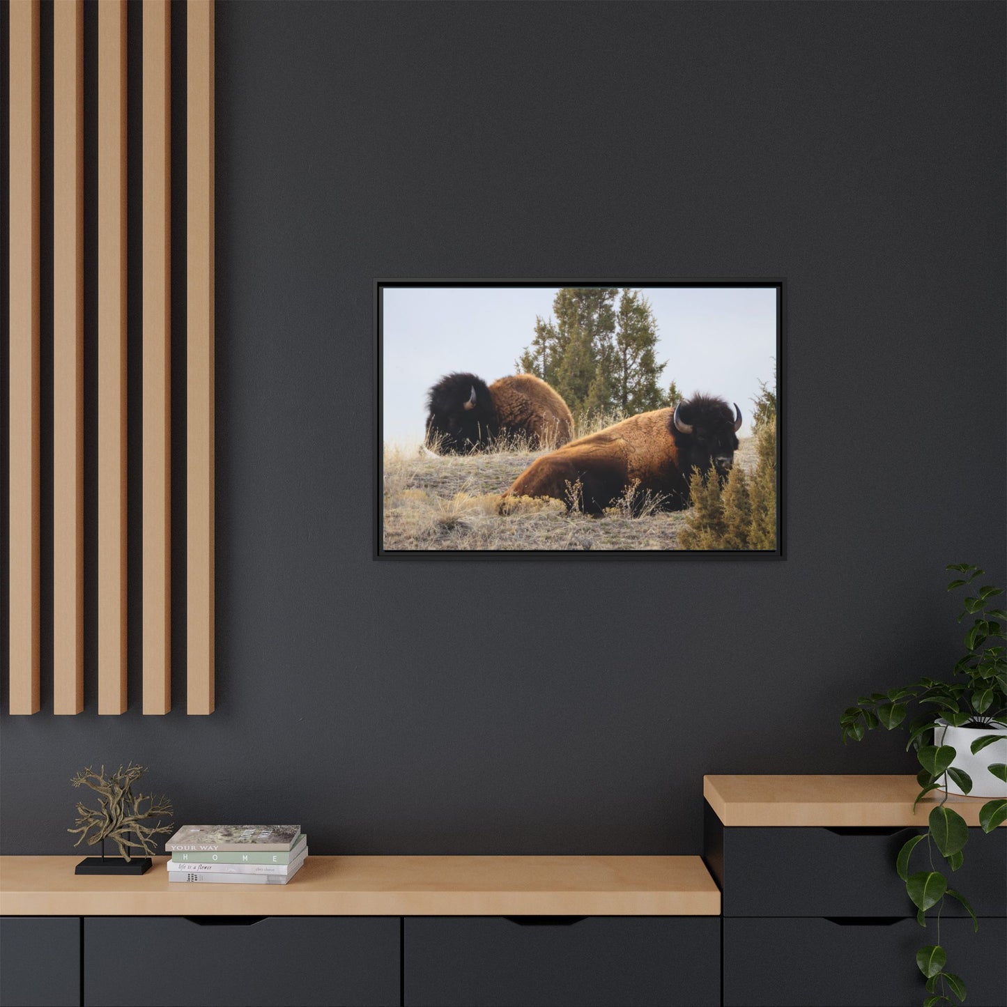 Two Bull Buffalo Framed Canvas