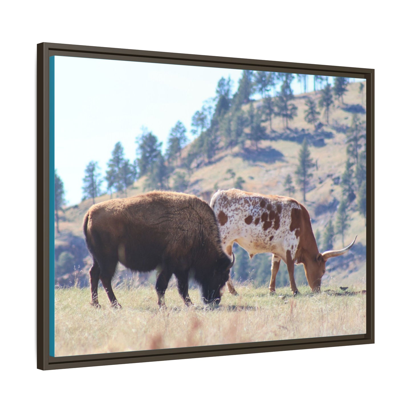 Long Horn and Buffalo Framed Canvas