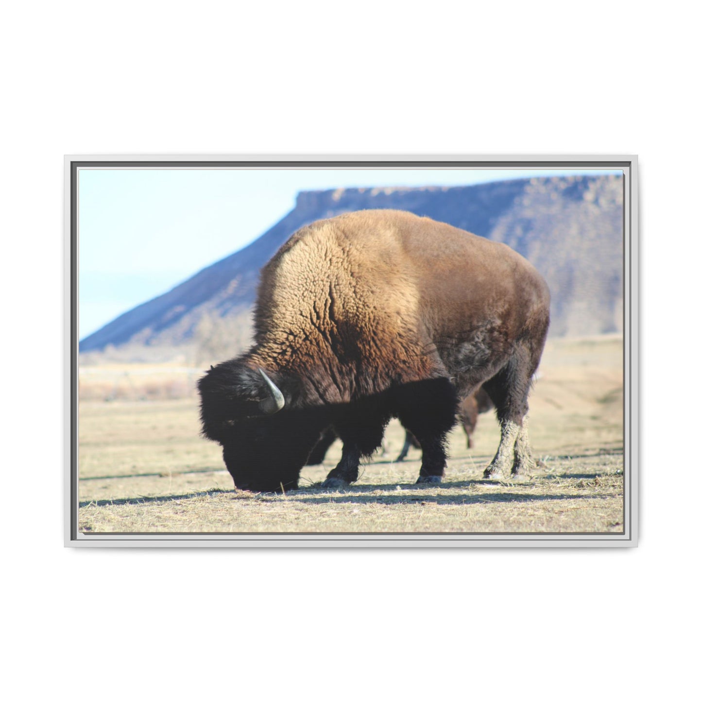 Big Daddy Buffalo Framed Canvas